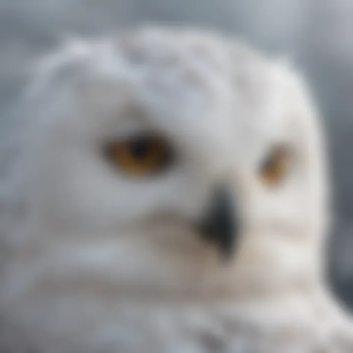 Close-up of snowy owl's sharp talons