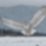 Majestic snowy owl in flight over snowy landscape