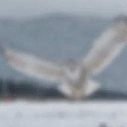 Majestic snowy owl in flight over snowy landscape