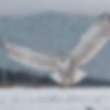 Majestic snowy owl in flight over snowy landscape