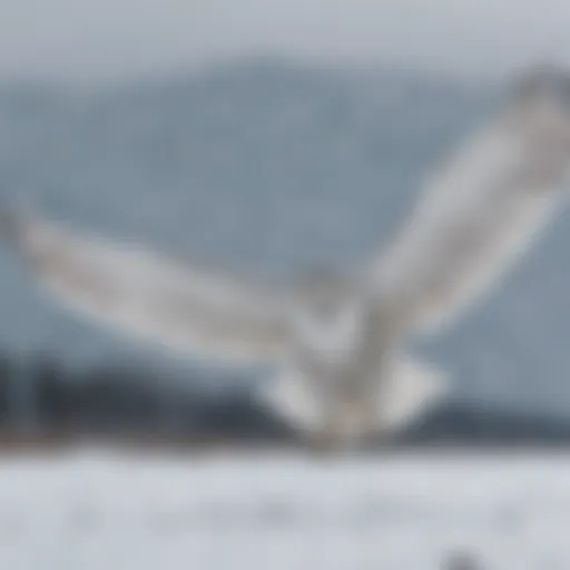 Majestic snowy owl in flight over snowy landscape