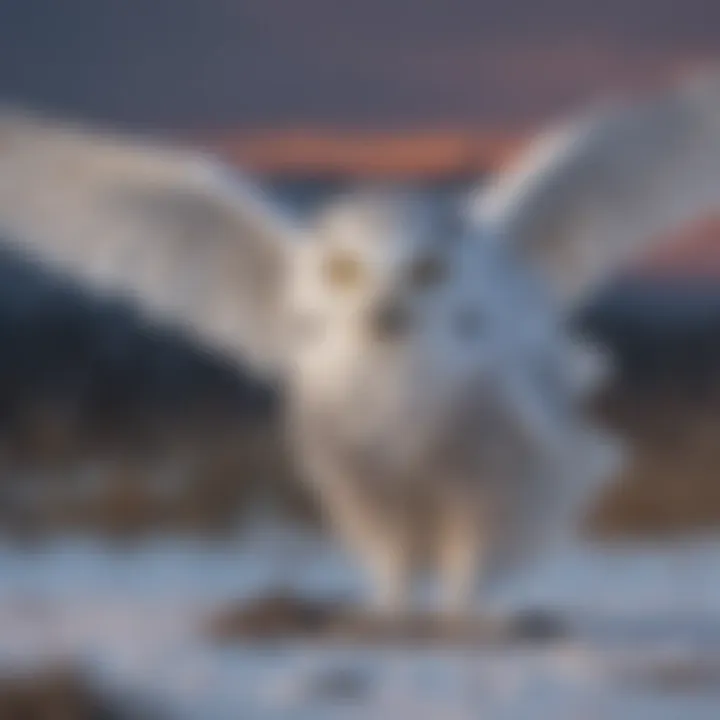Snowy owl hunting in the twilight with intense focus