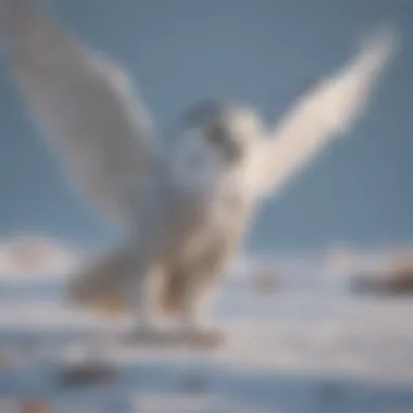 Snowy owl hunting in a snowy landscape