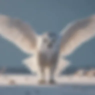 Snowy owl hunting with wings spread wide