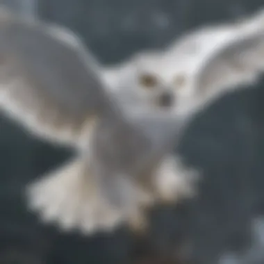 Snowy owl in mid-flight, wings gracefully outstretched