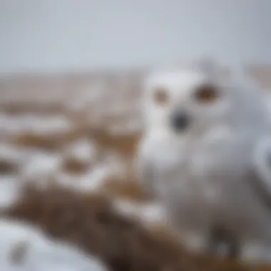 Nesting Grounds of the Snowy Owl in the Arctic Snowy owl nesting in the Arctic tundra