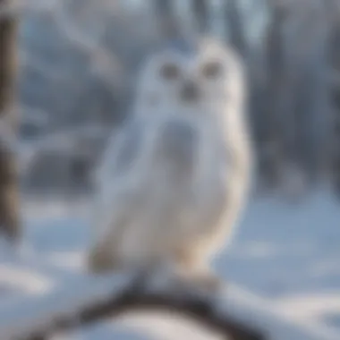 Close-up of snowy owl perched on a tree branch