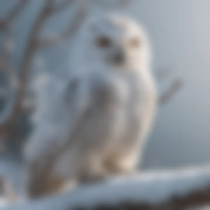 Majestic Snowy Owl perched on a snow-covered branch