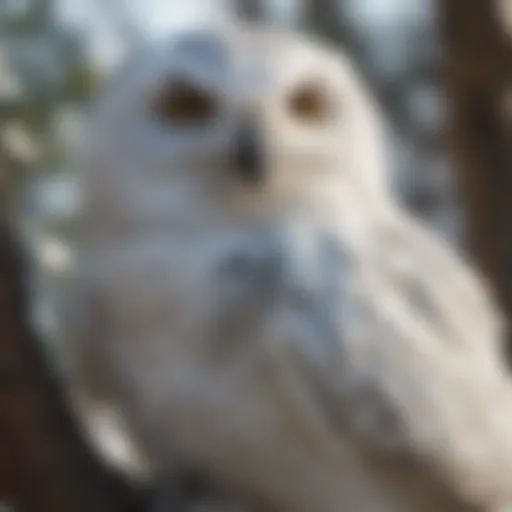 Majestic snowy owl perched on a tree branch