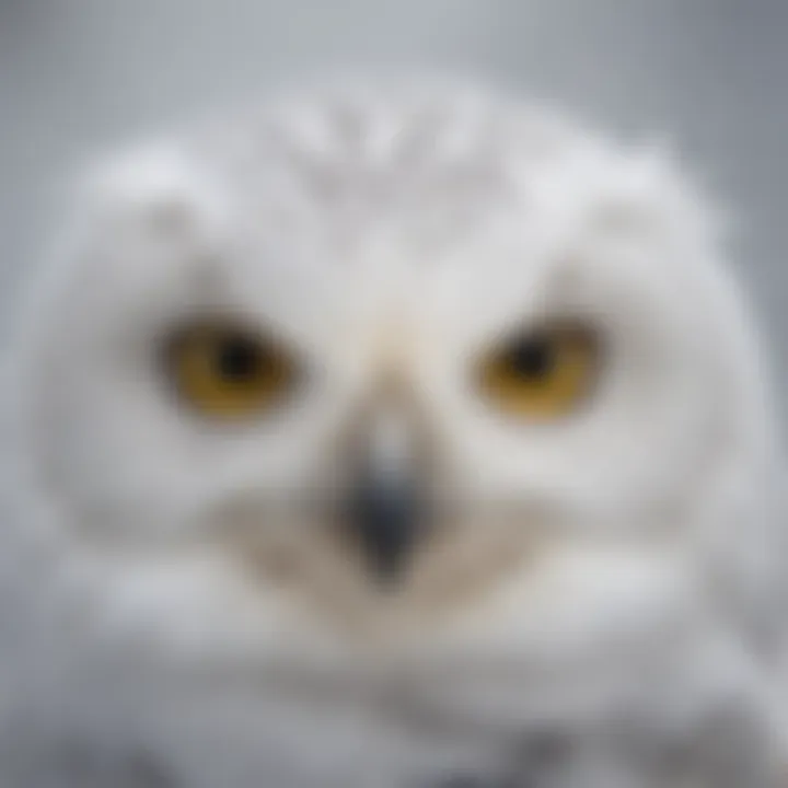 Close-up of a snowy owl's piercing yellow eyes against a snowy backdrop