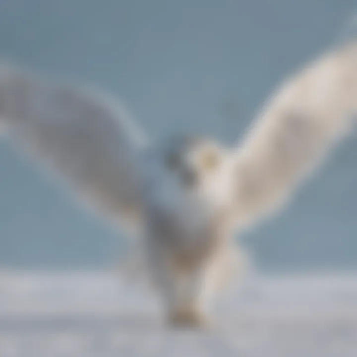 Snowy Owl gracefully soaring over an icy Arctic landscape