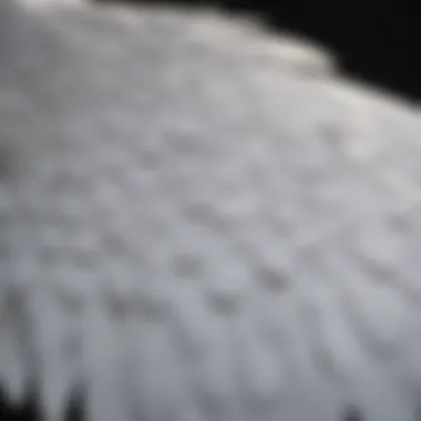 Close-up of snowy owl wing anatomy