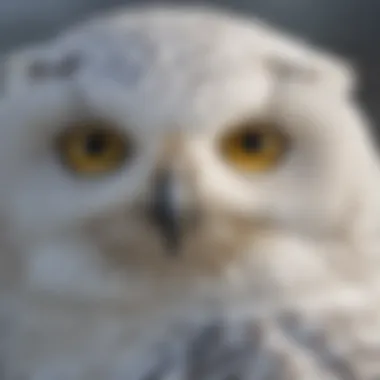 Close-up of the piercing yellow eyes of a Snowy Owl