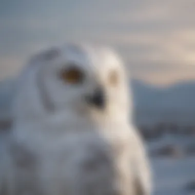 A snowy owl with a backdrop of its arctic habitat
