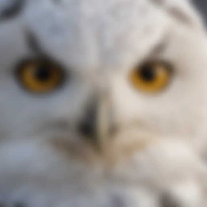 Close-up of a snowy owl's striking yellow eyes and feathers