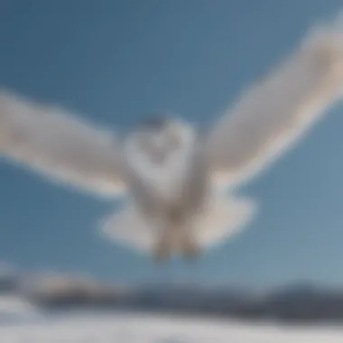 A snowy owl in flight against a clear blue sky
