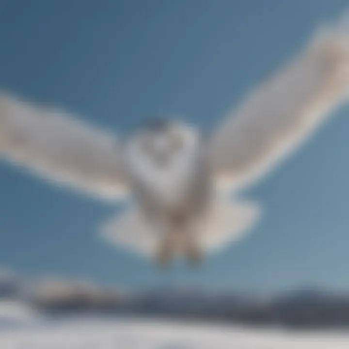 A snowy owl in flight against a clear blue sky