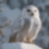 A snowy owl perched majestically on a snow-covered branch
