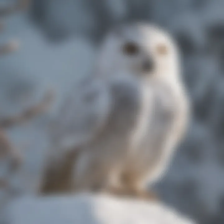 A snowy owl perched majestically on a snow-covered branch