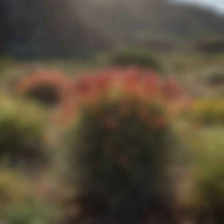 A diverse landscape featuring the unique fynbos vegetation of the Cape Floral Region
