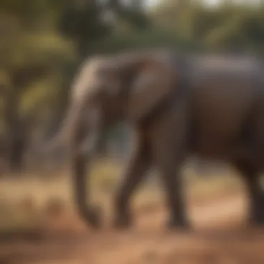 Majestic elephants roaming freely in Kruger National Park