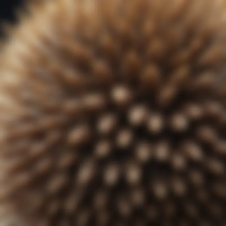 Hedgehog Spines Up Close Showing Unique Patterns