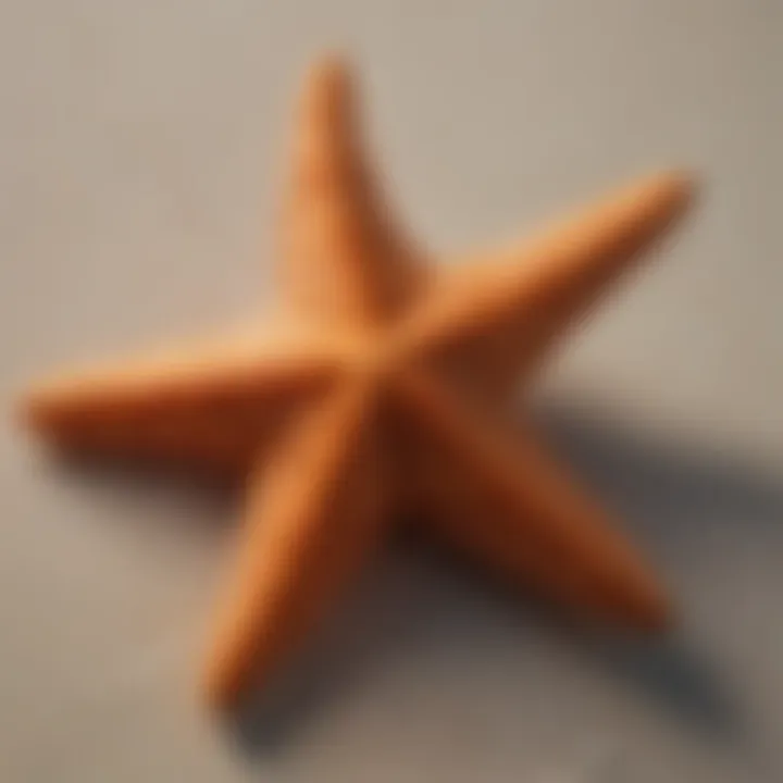 Close-up view of a starfish's unique texture and coloration