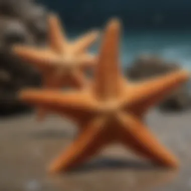 Regeneration Capabilities of Starfish Illustration depicting the regenerative abilities of a starfish