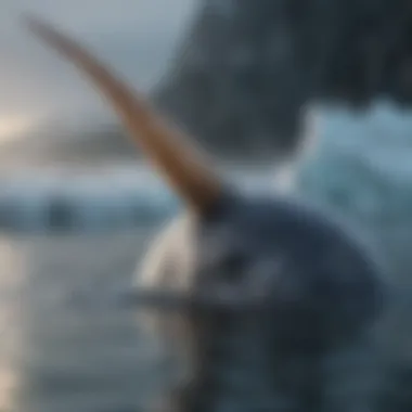 Mystical Navigators: The Narwhal's Legendary Tusk A narwhal showcasing its long tusk in icy waters