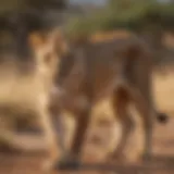 Majestic lioness stalking through the savannah