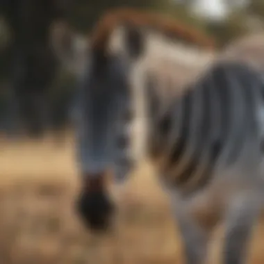 Striped Elegance: A Zebra Grazing in the Savanna