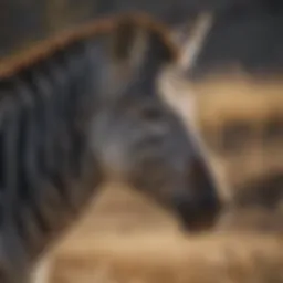 Striped patterns of a zebra in the wild
