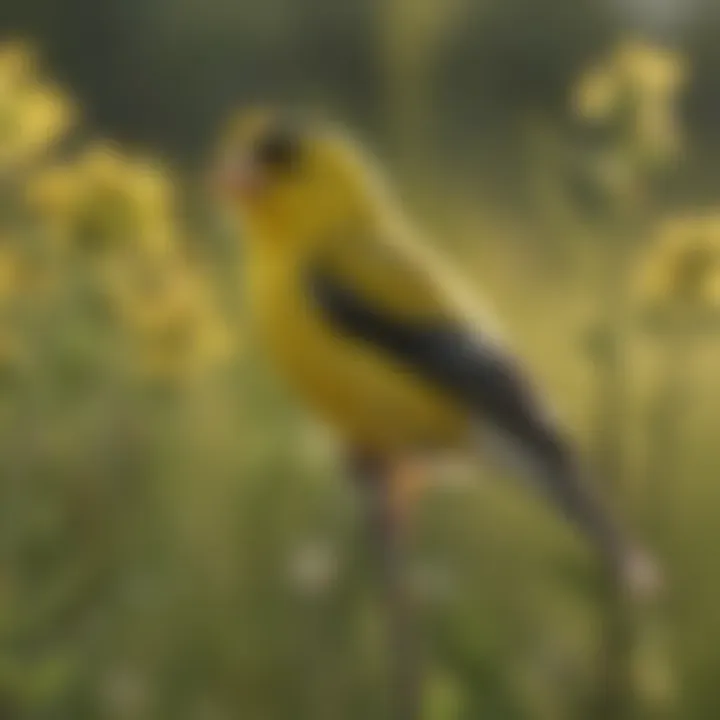 Stunning Missouri American Goldfinch in sunlit meadow