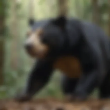 Sun Bear Conservation Efforts