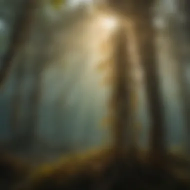 Enchanting Sunlight Filtering Through Georgia Ocean's Kelp Forest Sunlight Piercing Through Kelp Forest in Georgia Ocean