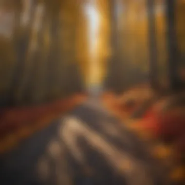Sunlit Forest Path Amidst Fall Colors