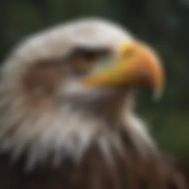Symbolic Representation of the Bald Eagle