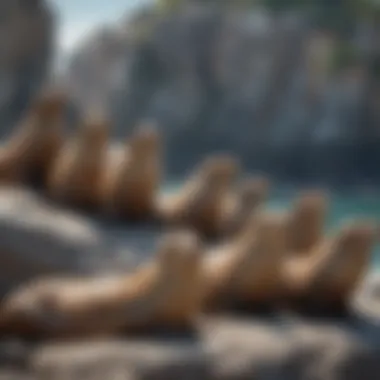 A group of sea lions basking on a sunny rock