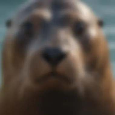 A close-up of a sea lion's whiskers and eyes