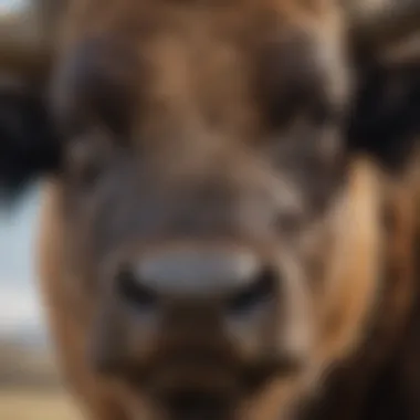 A close-up of the American buffalo's distinctive features.