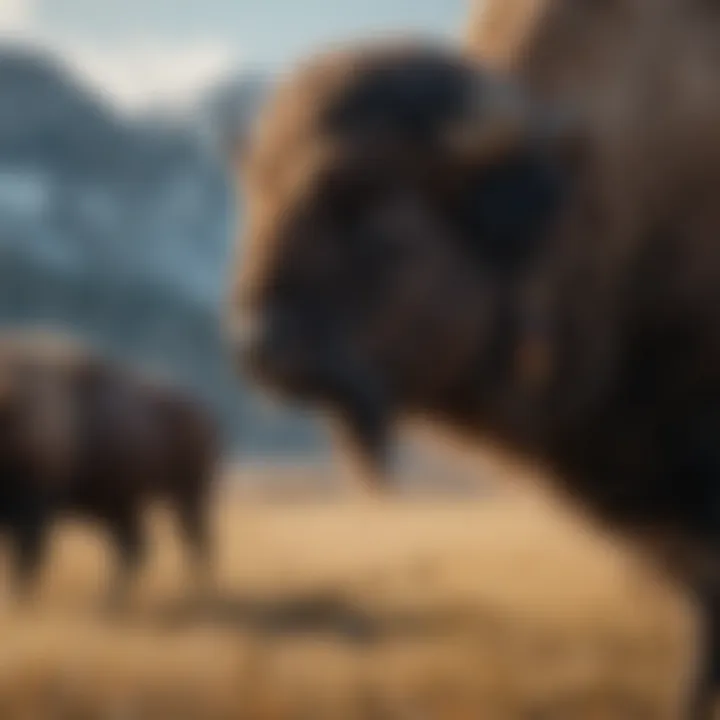A representation of Indigenous culture with buffalo significance.