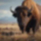 A majestic American buffalo roaming the plains.