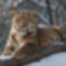 A majestic Amur leopard resting on a snowy branch