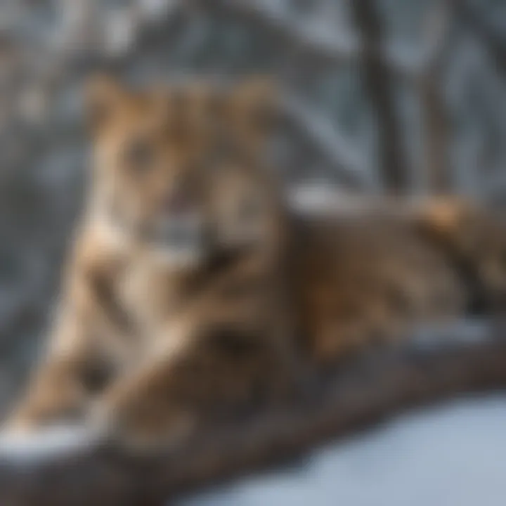 A majestic Amur leopard resting on a snowy branch