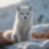 Arctic fox in a snowy landscape showcasing its adaptive fur