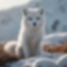 Arctic fox in a snowy landscape showcasing its adaptive fur