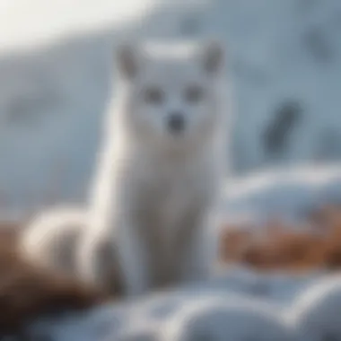 The Arctic Fox in Its Element Arctic fox in a snowy landscape showcasing its adaptive fur