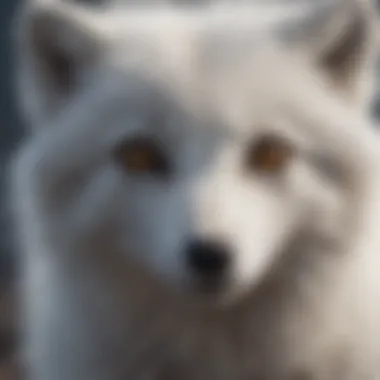 Close-Up of Arctic Fox's Grey Fur Close-up of an Arctic fox highlighting its striking grey fur