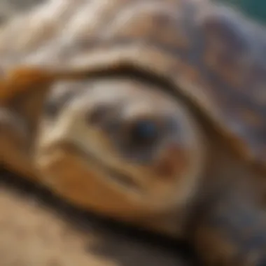 A close-up of a sea turtle's intricate shell patterns