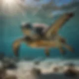 A majestic sea turtle gliding through crystal clear waters